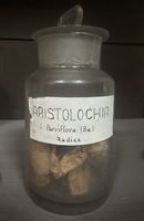 Aristolochia.jpg.jpg